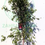 Granátovník púnsky (Punica Granatum) ´MOLLAR DE ELCHE´ - výška 210-240 cm, obvod kmeňa 10/12 cm, kont. C20L (-16°C)